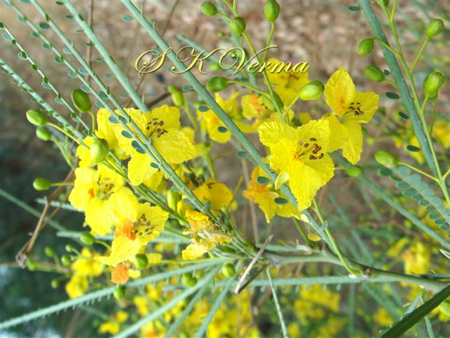  Flowering branch